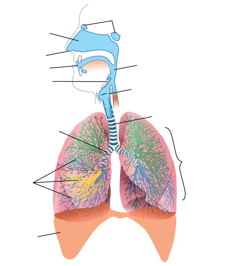 Respiratory Anatomy Quiz - Anatomy Drawing Diagram