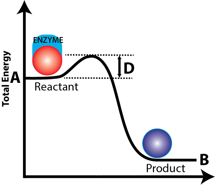 activation energy 2(with enzyme)