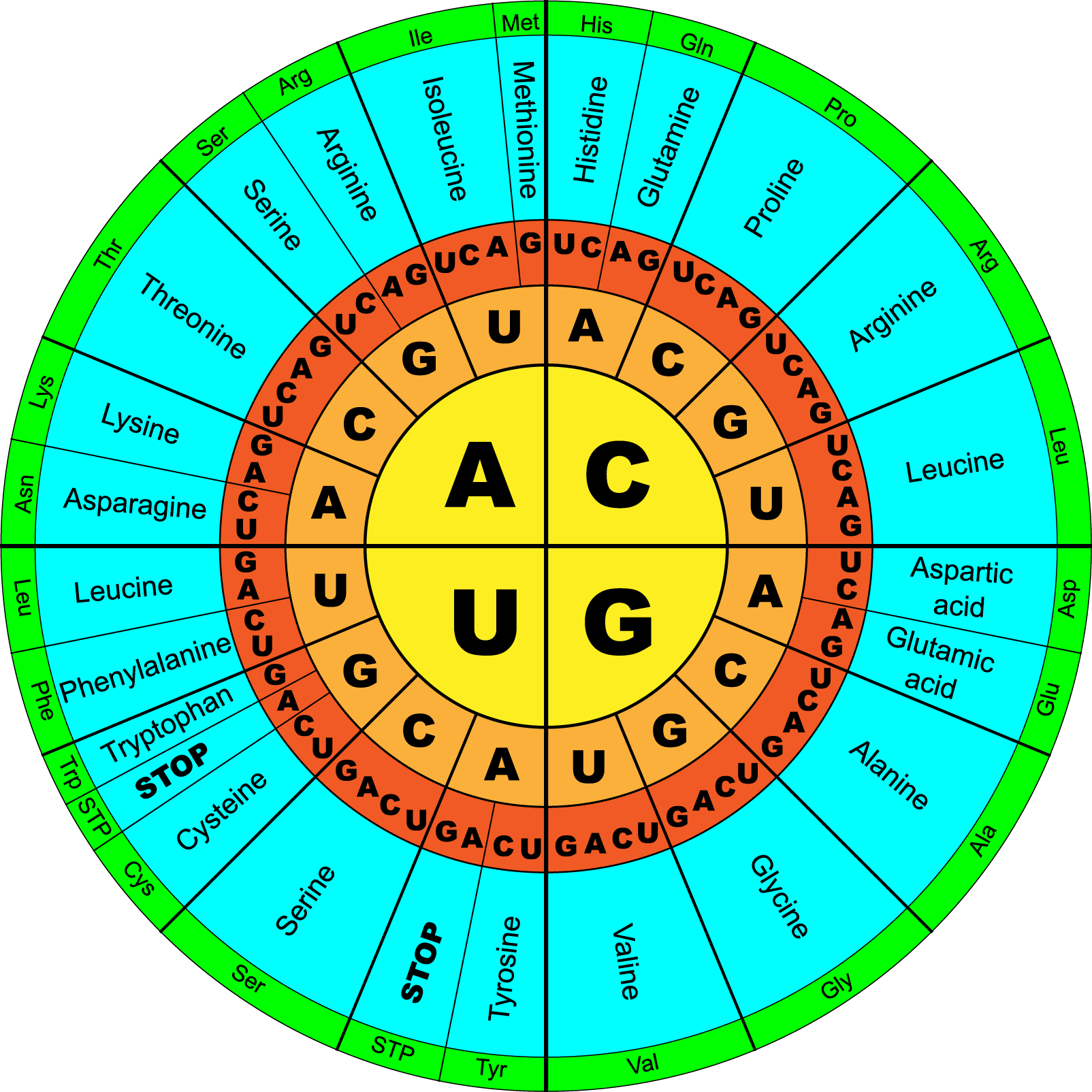 Codon Chart Circle