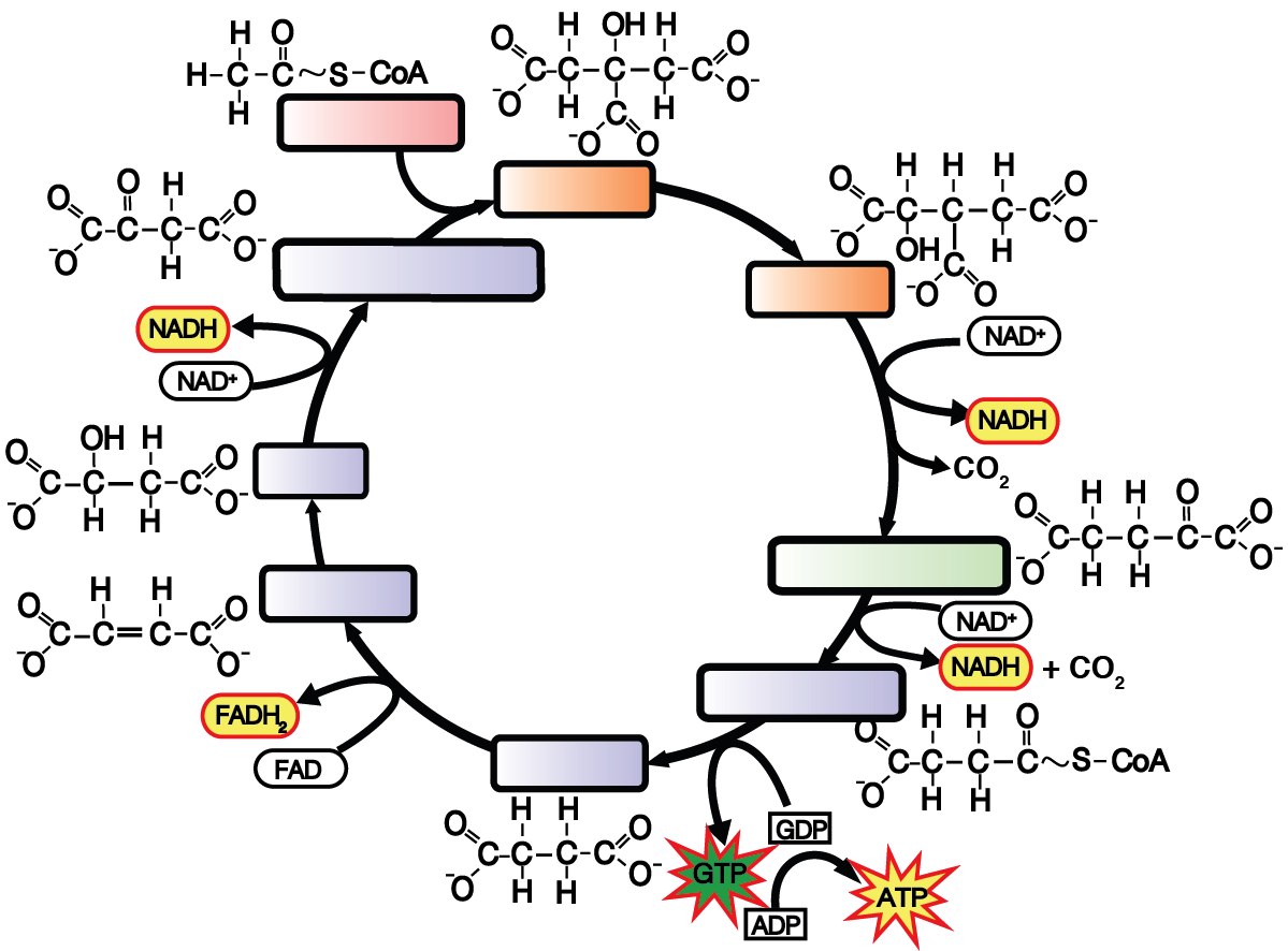 Calvin Cycle Blank Diagram | World of Reference