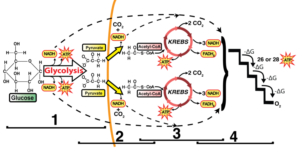 Simplified Glycolysis Chart