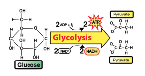 Simplified Glycolysis Chart